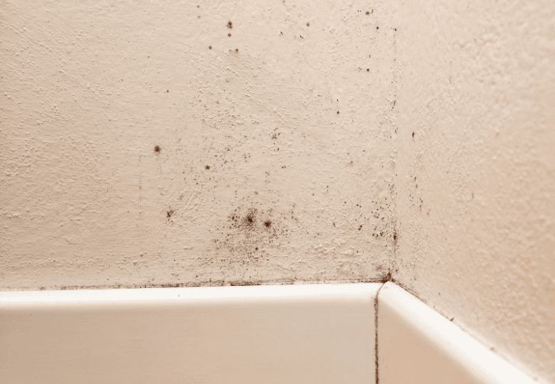 Dấu hiệu nhận biết giấy dán tường bị nấm mốc